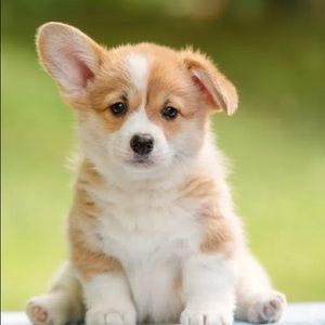 Trade!!! DO NOT PURCHASE